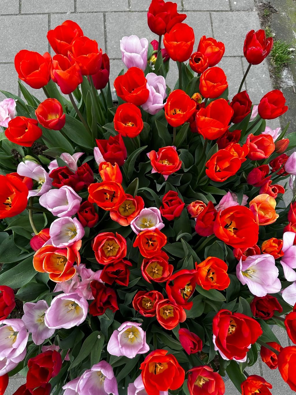 Tulips Anais Dress image 2