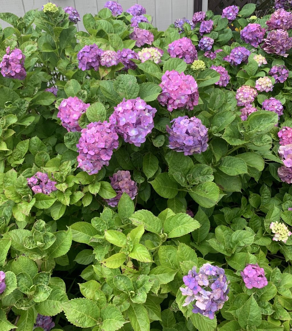 Hydrangea Haven Jamie White Zip Plus Top image 2