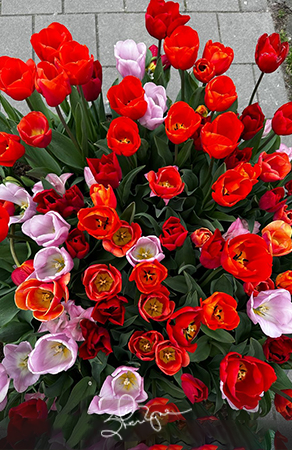 Pareo - 140 Square - Tulips