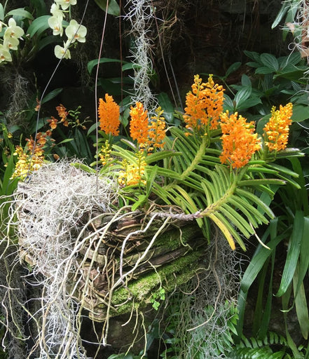 Luscious Tangerine Ava Poncho Sweater Knit image 2
