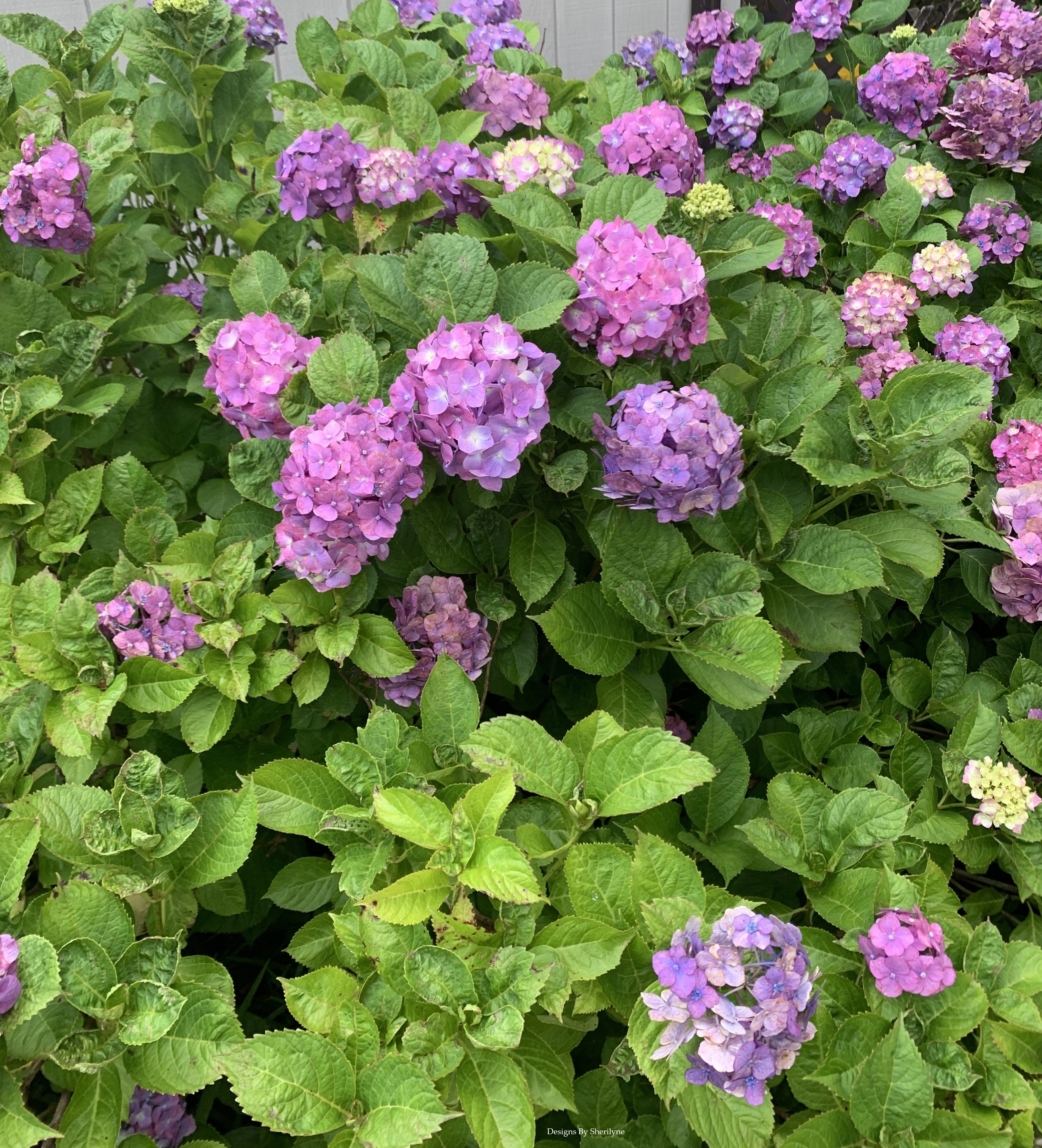 Get Carried Away Gift Set - Hydrangea Haven