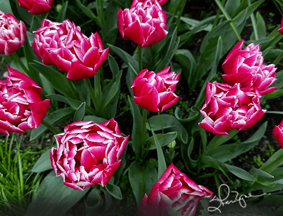 Tulips at K