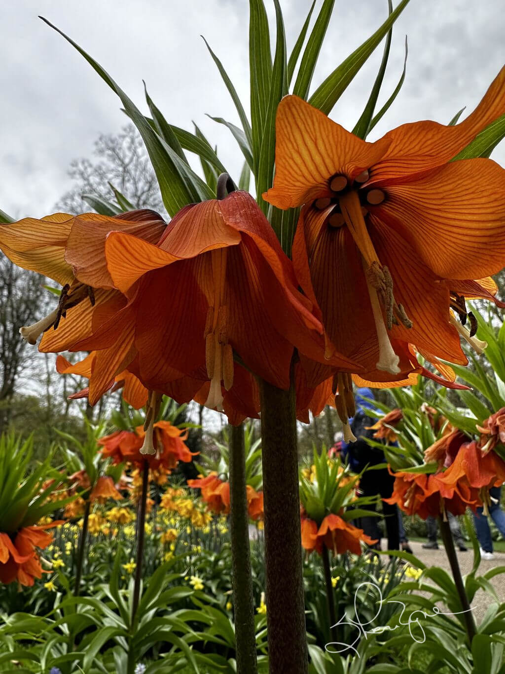 Tangerine Beauty