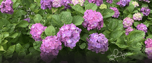 Hydrangea Haven